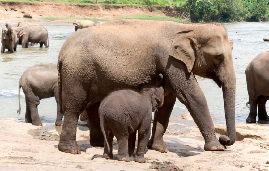 Grand Tour Of Sri Lanka