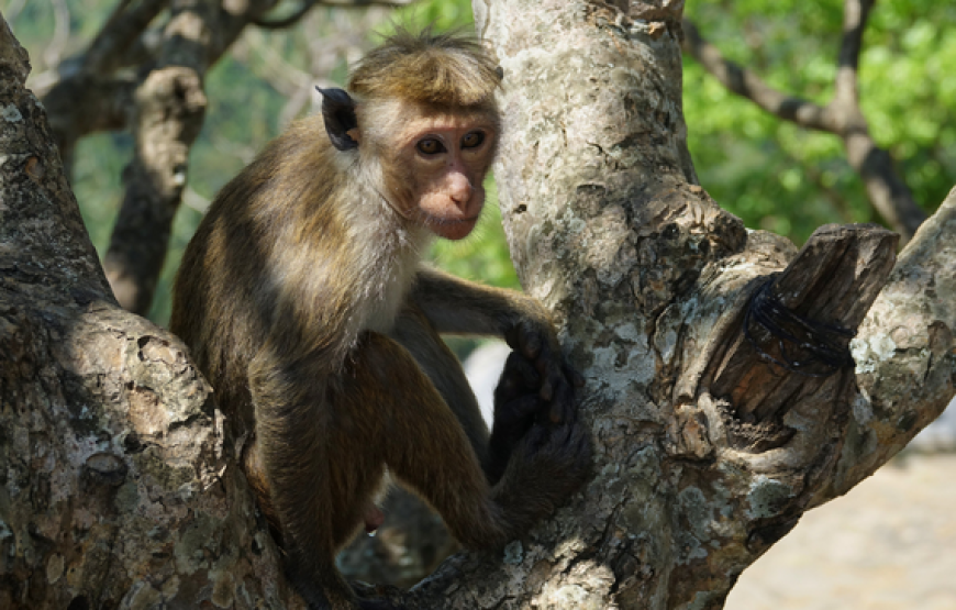 Discover Sri Lanka Beauty