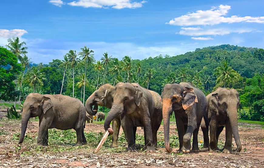 Ayurveda Sri Lanka