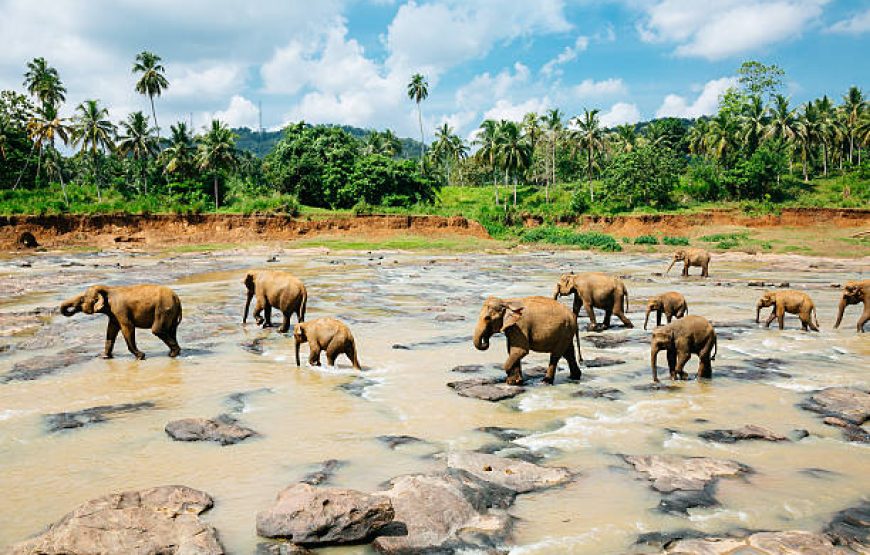 Ayurveda Sri Lanka