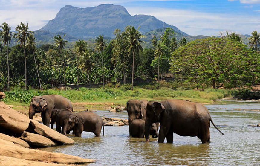 Wild About Sri Lanka