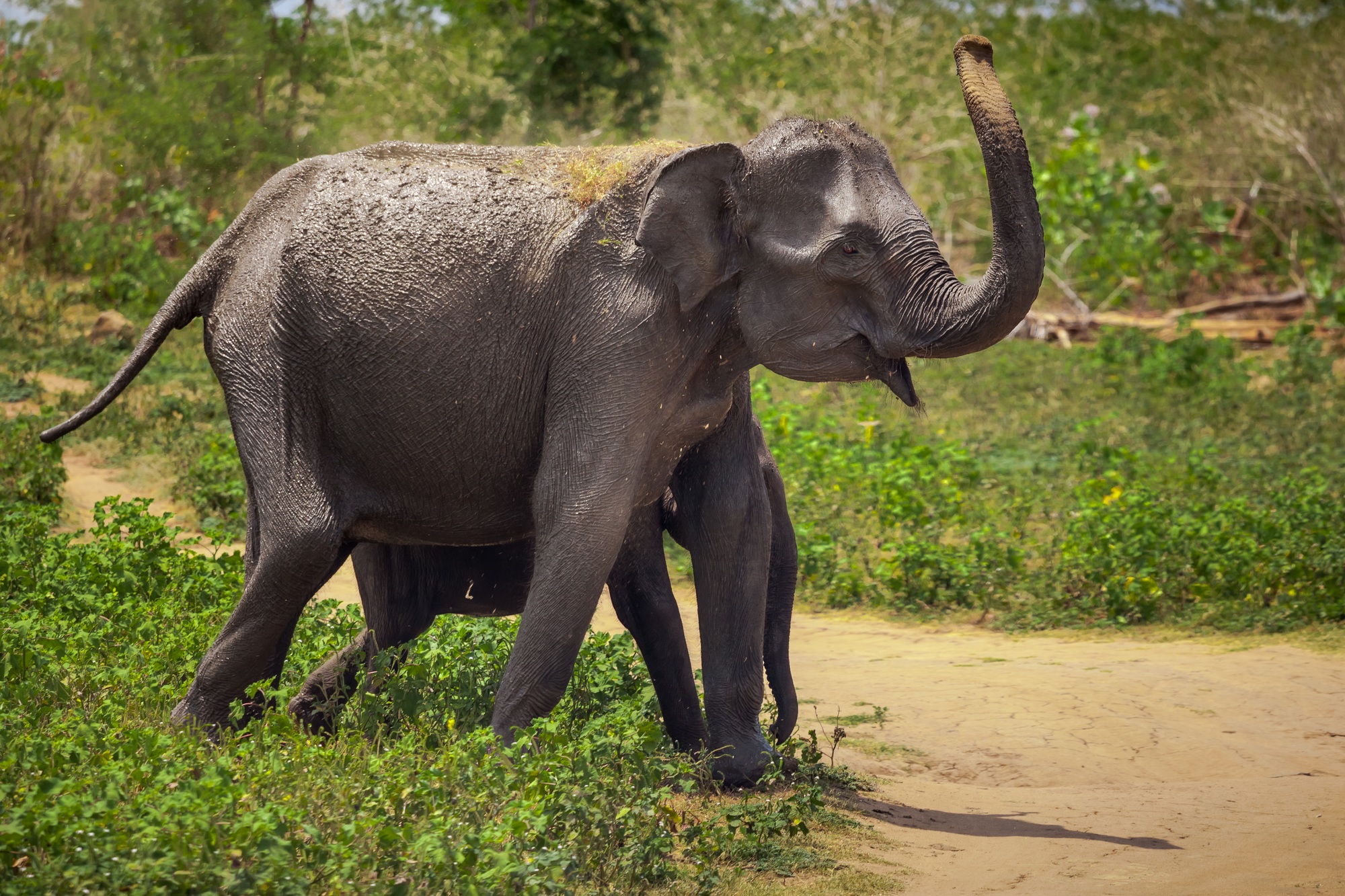 Adult, baby elephants walk in Pinnavala Orphanage